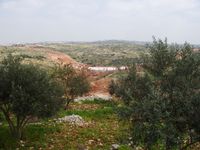 The Wall runs through the olive groves. Many olive trees are uprooted.
