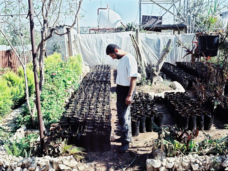 A man cultivating roses.