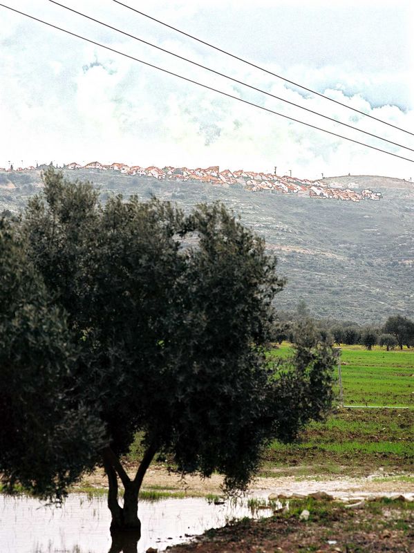 An olive tree on Palestinian ground and an Israeli settlement on Palestinian land in the background.