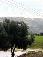 An olive tree on Palestinian ground and an Israeli settlement on Palestinian land in the background.